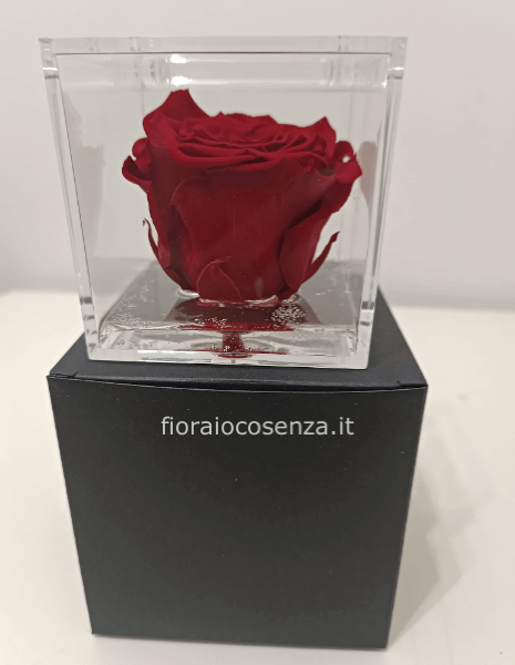 Rosa stabilizzata rossa