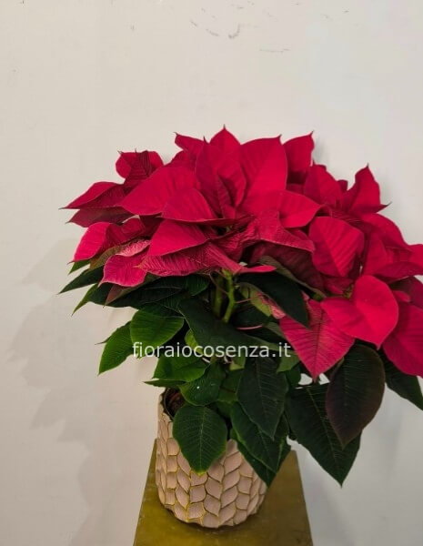 Stella di natale h 60