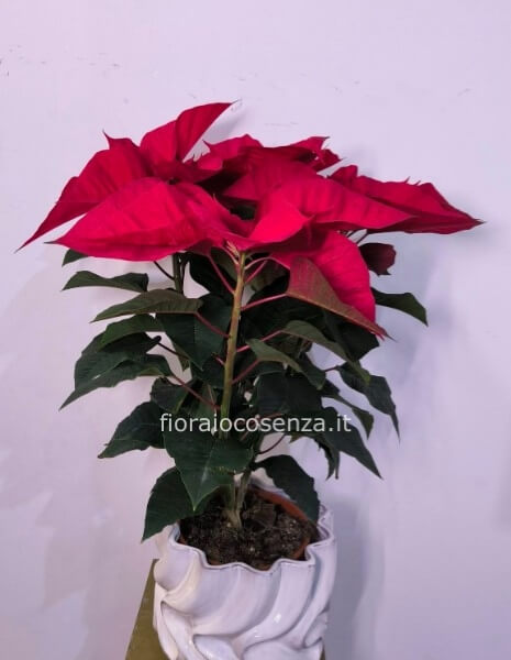 Stella di natale con copri vaso in ceramica bianca