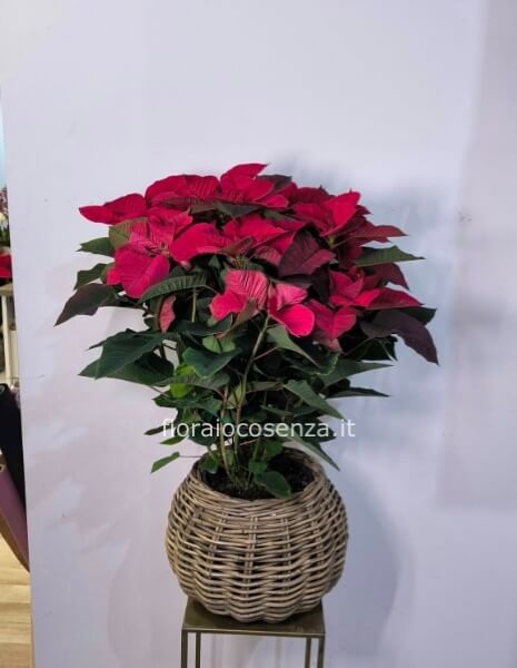 Stella di natale h circa 80 cm con caspo di vimini