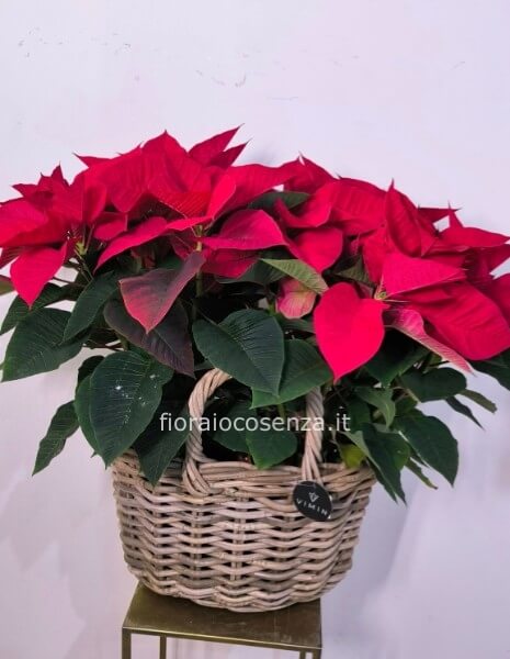 Stelle di natale rosse in cesto di vimini